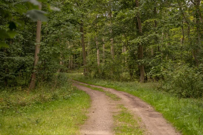 Agerup Gods skovsti om efteråret